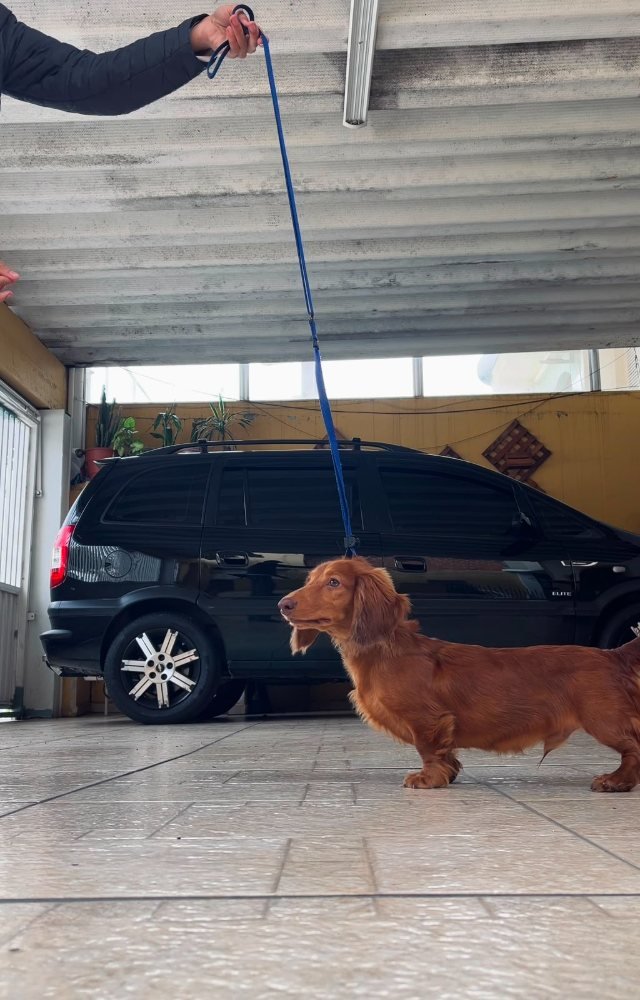 Cão em sessão de adestramento com a DKM Pets