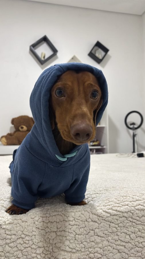 Filhote de Dachshund nascido no Canil DKM
