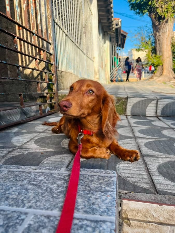 Peter Schwartz'Hause, Dachshund do Canil DKM