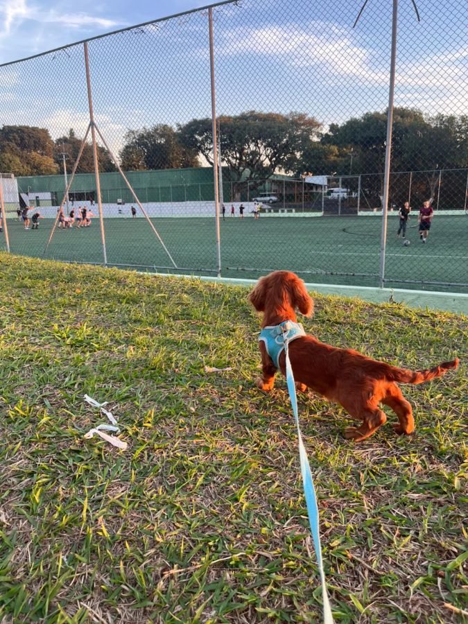 Peter recebendo carinho no colo depois do passeio